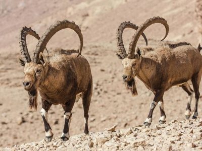 male-nubian-ibex-photostock-israel